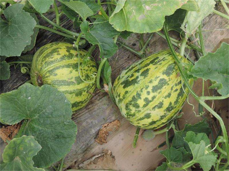 大棚种植最好吃的甜瓜,花皮甜瓜与绿皮甜瓜哪个好吃