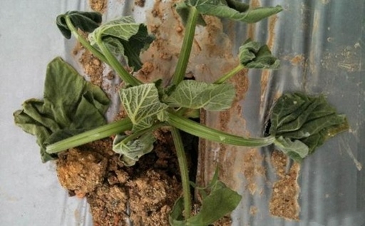 为什么南瓜苗会枯萎死,南瓜苗移栽后长得很慢是什么原因