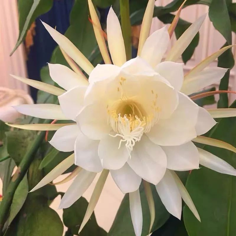 养花公认最美4种花满屋飘香,公认最好养的五种花