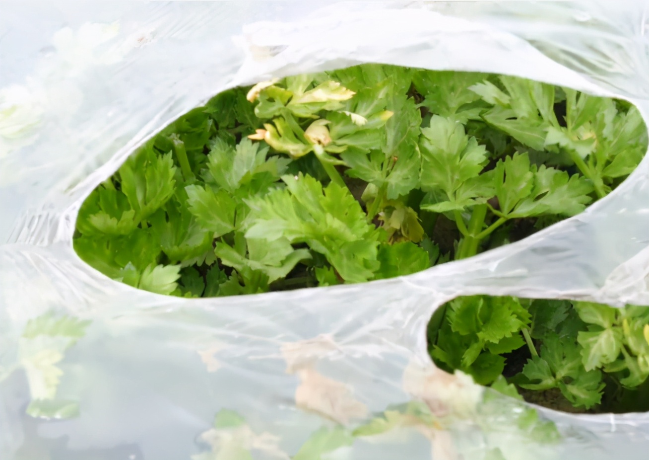 大降温了,越冬青菜如何保温?教你一个方法,下雪也不怕