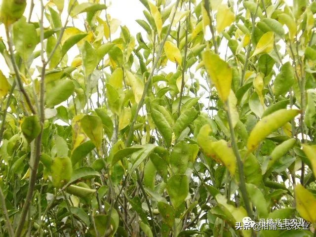 缺氮缺磷缺钾的表现,缺氮缺磷缺钾会怎么样