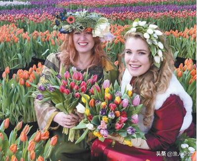 荷兰郁金香当年有多疯狂,郁金香荷兰史