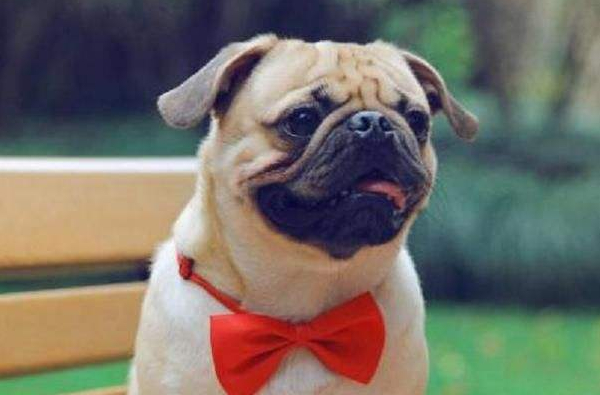 巴哥犬体味大,金毛犬和巴哥犬哪个体味更重