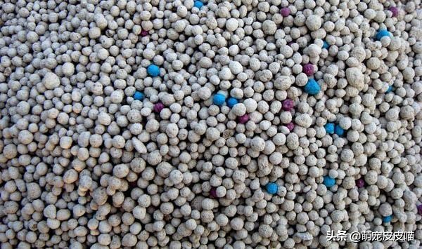 如何正确挑选猫砂,猫砂该怎么选