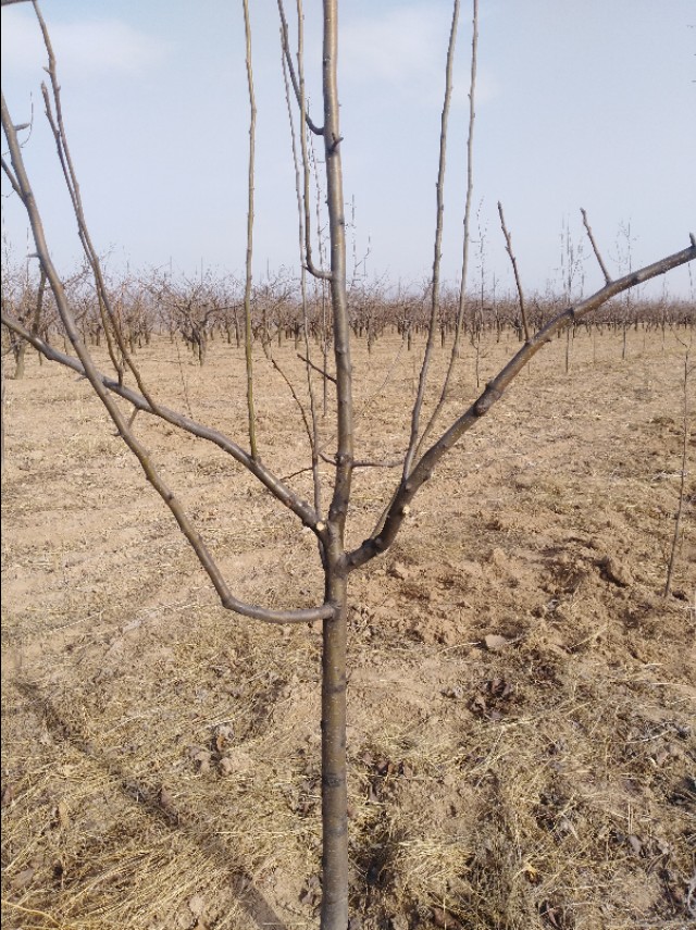 家里常见的果树有哪些,这些树千万不能栽在家门口