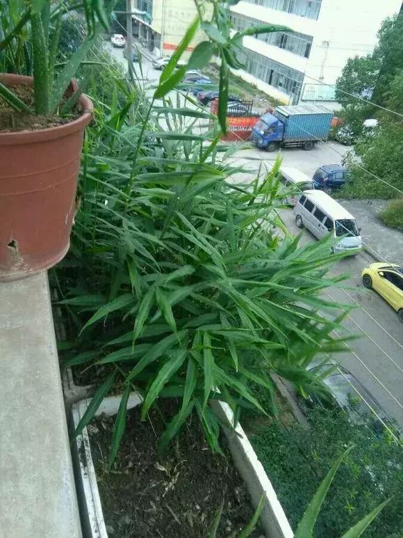 生姜入窖不到一月发芽怎么处理,生姜发芽了放土里面还能结果吗