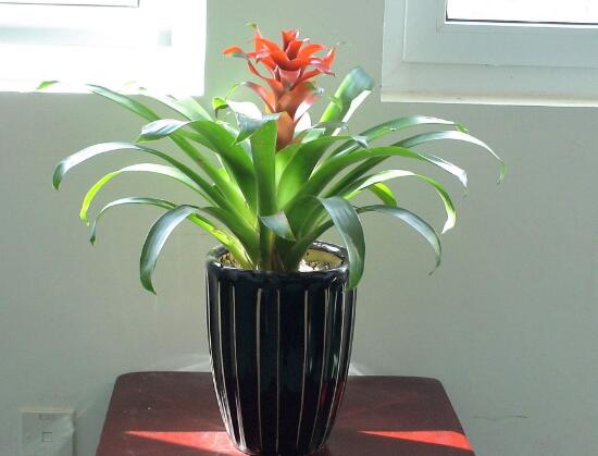 鸿运当头一直不开花是什么原因,鸿运当头怎么不开花