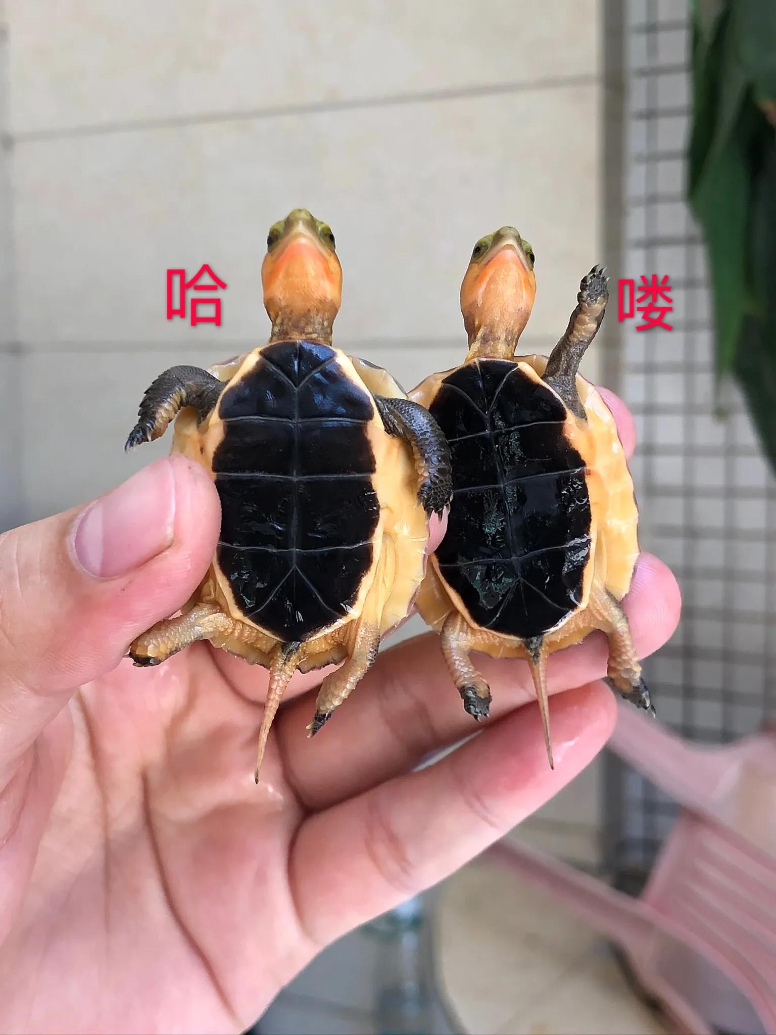 黄缘龟蛋孵化多久才能出来,金钱龟龟蛋孵化全过程