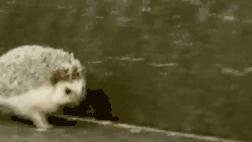 刺猬除了刺猬粮啥也不吃,刺猬爬枣树