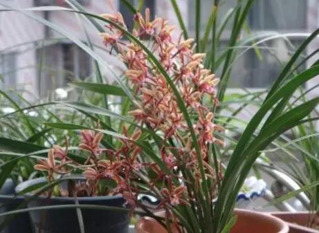 夏天跟兰花有关的诗句,春日兰花开放的诗句