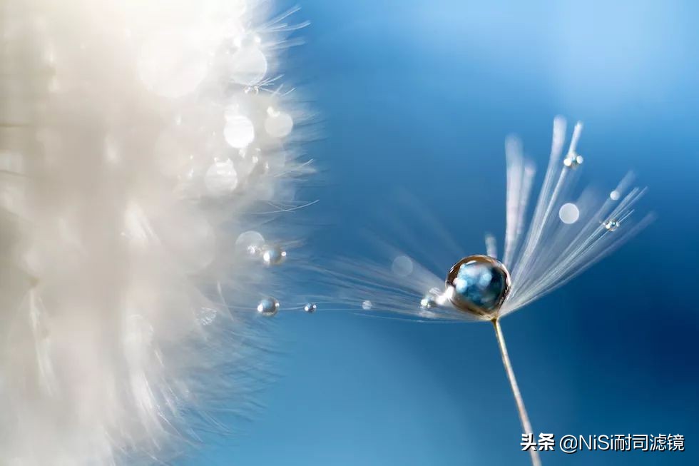 微距摄影蚂蚁,蚂蚁微距100倍镜头