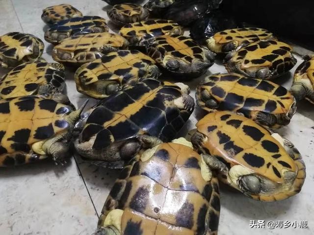 石金钱龟在水生蛋怎么处理,石金钱龟壳怎么处理