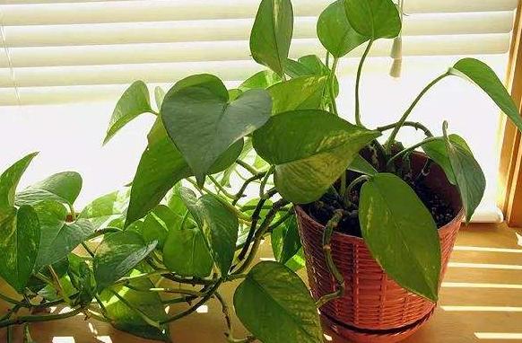 刚买的绿萝叶子黄了要怎么处理,刚买回来的绿萝老烂根怎么办