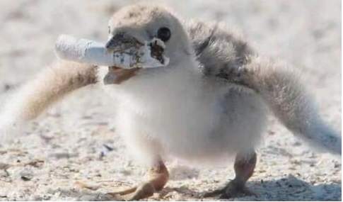 拿香烟当菜炒着吃,拿烟当饭吃