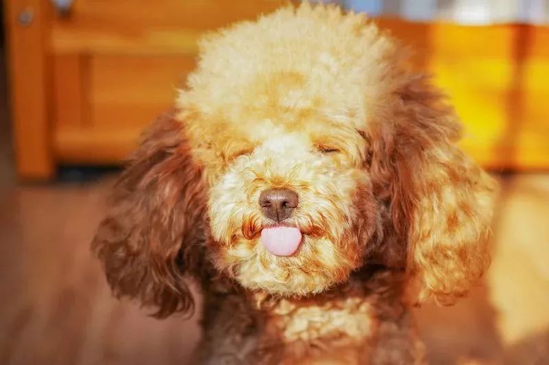 养狗记合集,养狗记28完整版