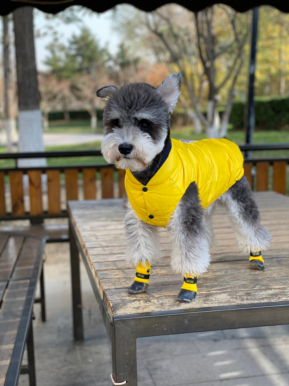 什么品种的狗狗适合有孩子家庭养,如何挑选适合自己的狗狗品种