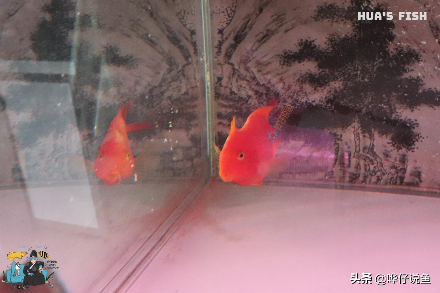 鹦鹉鱼观赏鱼大全,热带观赏鱼鹦鹉鱼大全