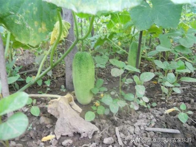 京郊游玩攻略房山十渡,踏青赏花看过来