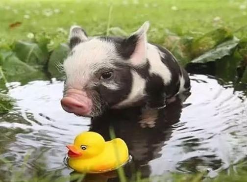 在炎热的夏季猪不吃东西怎么办,夏季育肥猪不食怎么治疗