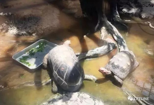 红腿陆龟怎么养活,新手养红腿陆龟准备什么