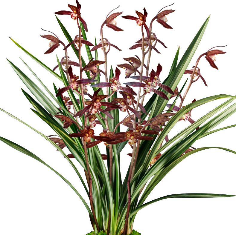 兰花八大名品价格,荷瓣兰花第一名品