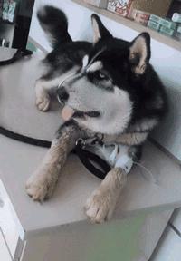 二哈碰到蜜蜂视频,被蜜蜂叮到二哈