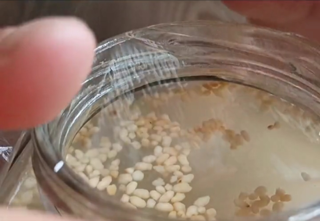 自制白醋的正确方法与详细步骤,农村土方法自制白醋视频