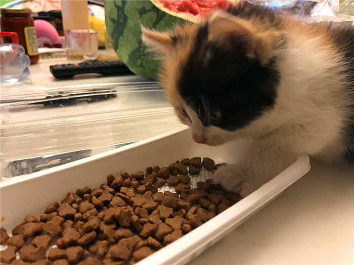 猫咪可以不吃猫粮吗只吃肉吗,猫咪不吃猫粮怎么办教你三招治疗
