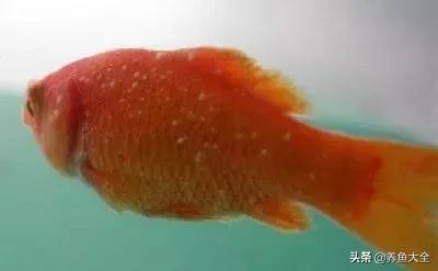 季节交替，注意观赏鱼水霉病的防治！