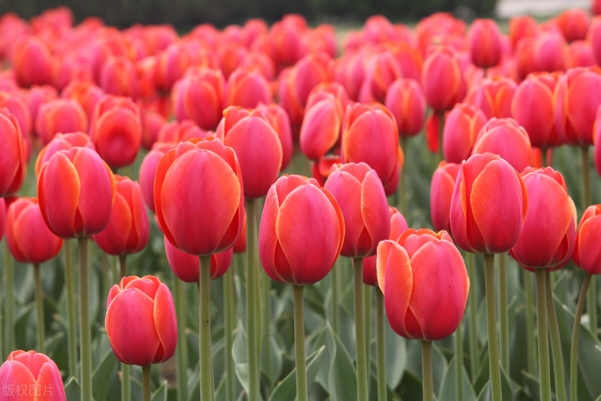 郁金香黄叶怎么回事,郁金香黄叶干枯怎么办