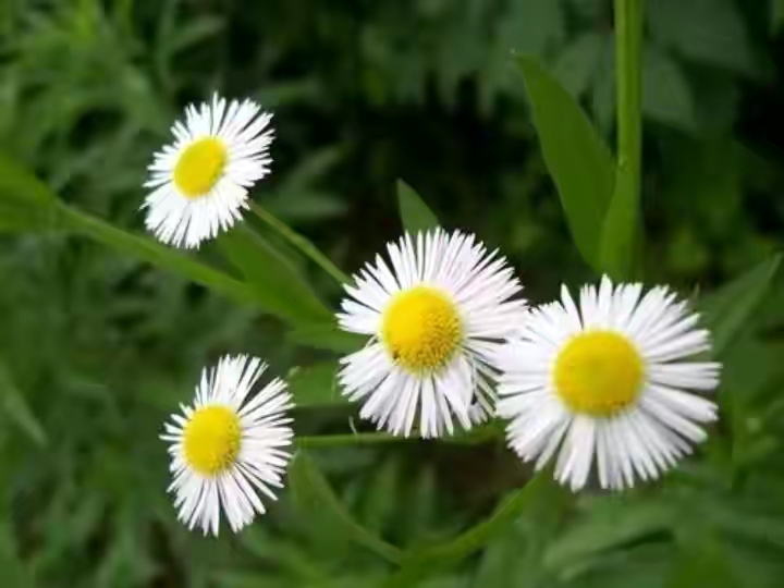 房顶长出杂草怎样消灭,墙里长出的草怎么清除