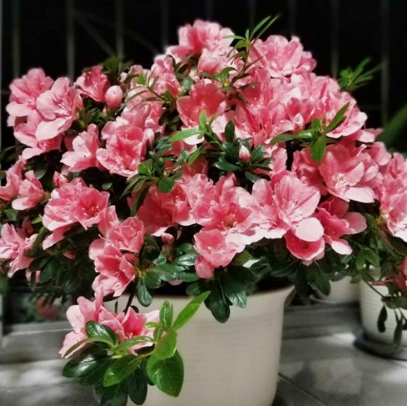 冬天杜鹃花浇什么肥料最好,不要再给枯萎的花浇水了