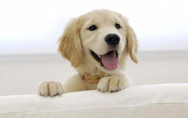 怎么消除对狗的心理恐惧,如何快速缓解狗狗的恐惧