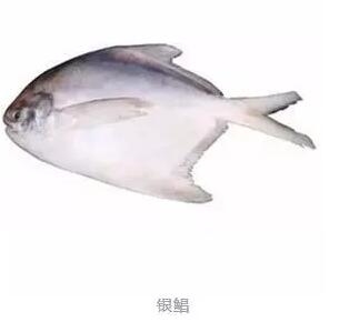 心痛的感觉!八种海鲜暂别啦