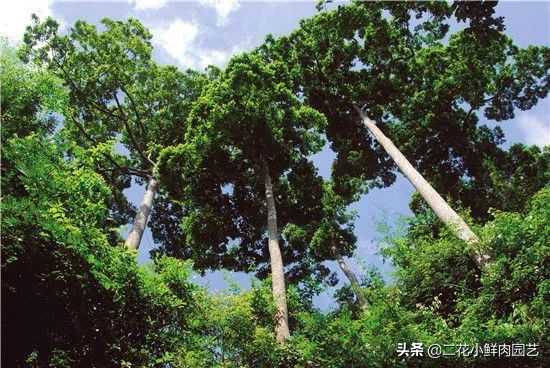 中国珍稀濒危植物保护名录,十大珍稀植物排行榜