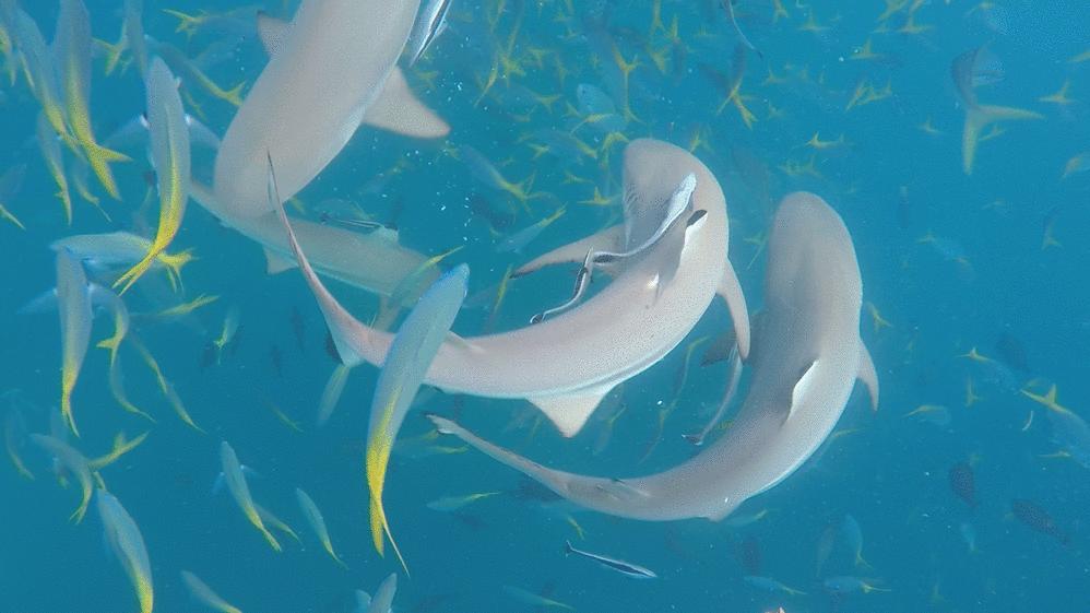 伊犁河狗鱼：寿命267岁重达40公斤，身材苗条，性情“残暴”