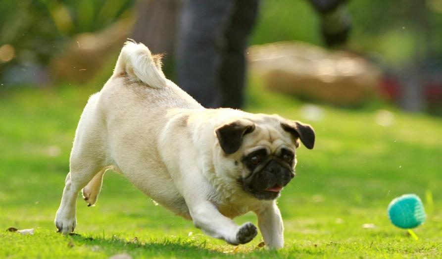 巴哥犬不爱吃饭怎么回事,巴哥挑食怎么办