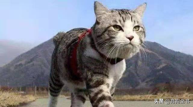 新手养猫必须要懂的几种行为,养猫新手一百条养猫常识