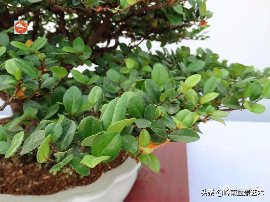 文人杂木盆景精品欣赏,可以做盆景的杂木图片大全