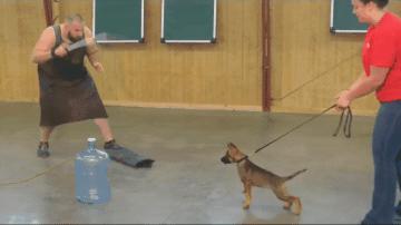 训练刚出生第五天的小警犬,刚出生的小警犬去世