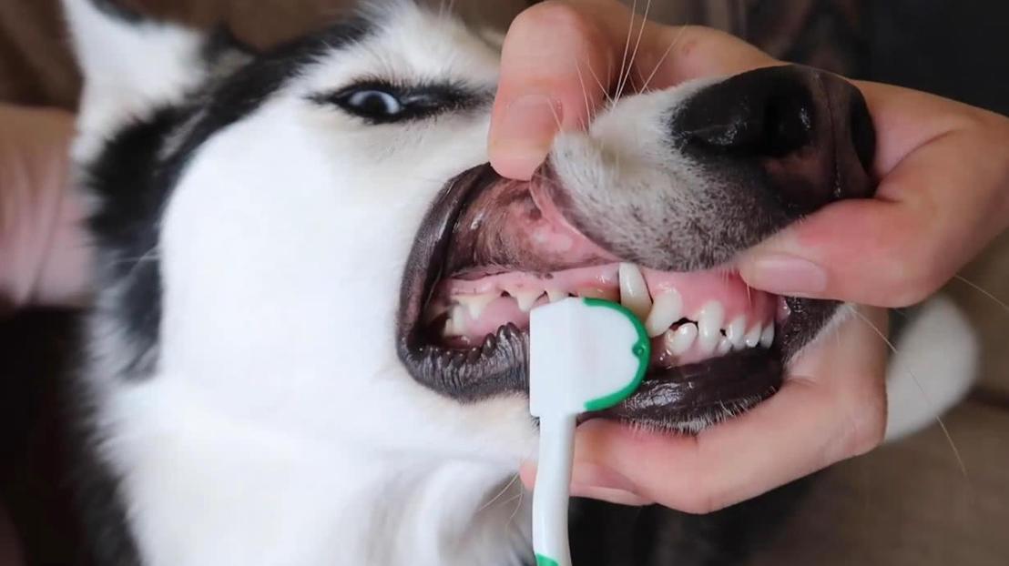 狗狗小视频养狗训练,养狗要训练哪些技能有好处