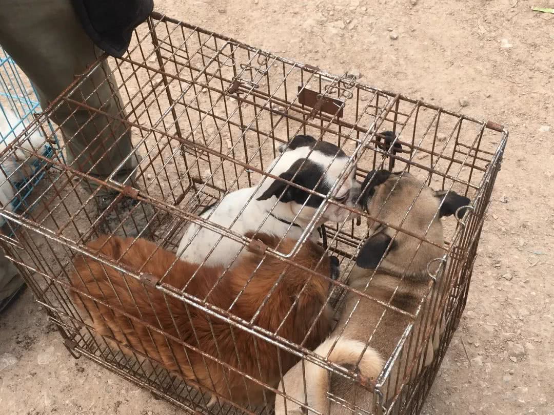 开封狗市巴哥犬多少钱一只,在狗市有便宜的狗狗