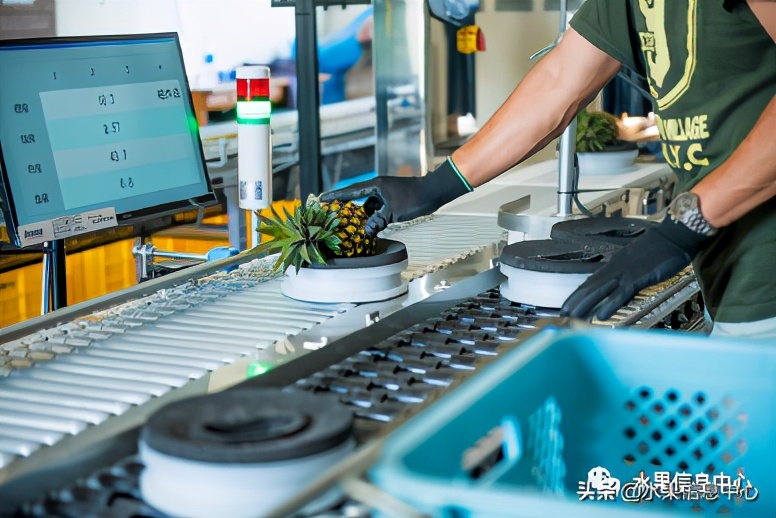 日本进口的菠萝,日本菠萝