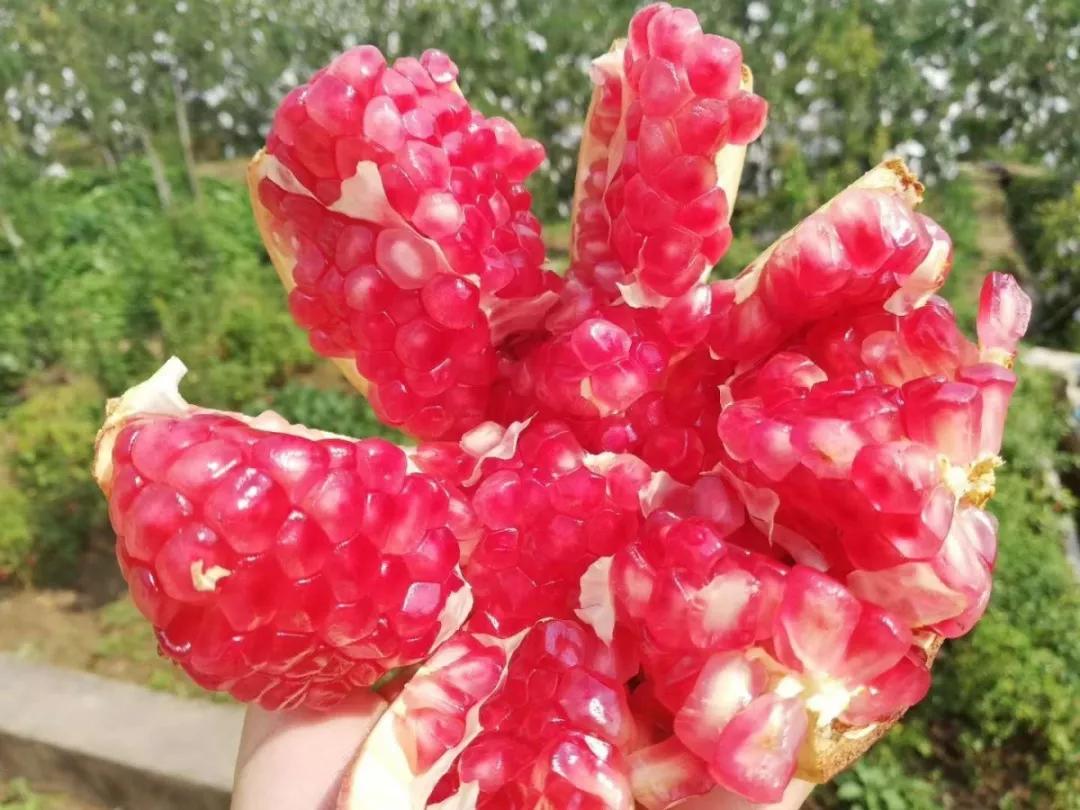 好吃不吐籽的突尼斯软籽石榴来了,被誉为可以吃的雅诗兰黛软籽石榴