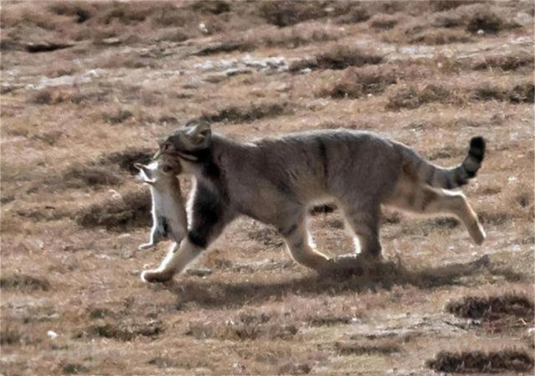 四川甘孜发现2只小雪豹,猞猁捕捉兔子