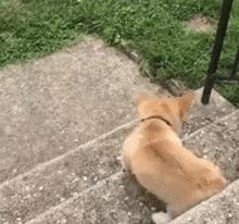 小短腿柯基有点可爱,柯基小短腿好可爱