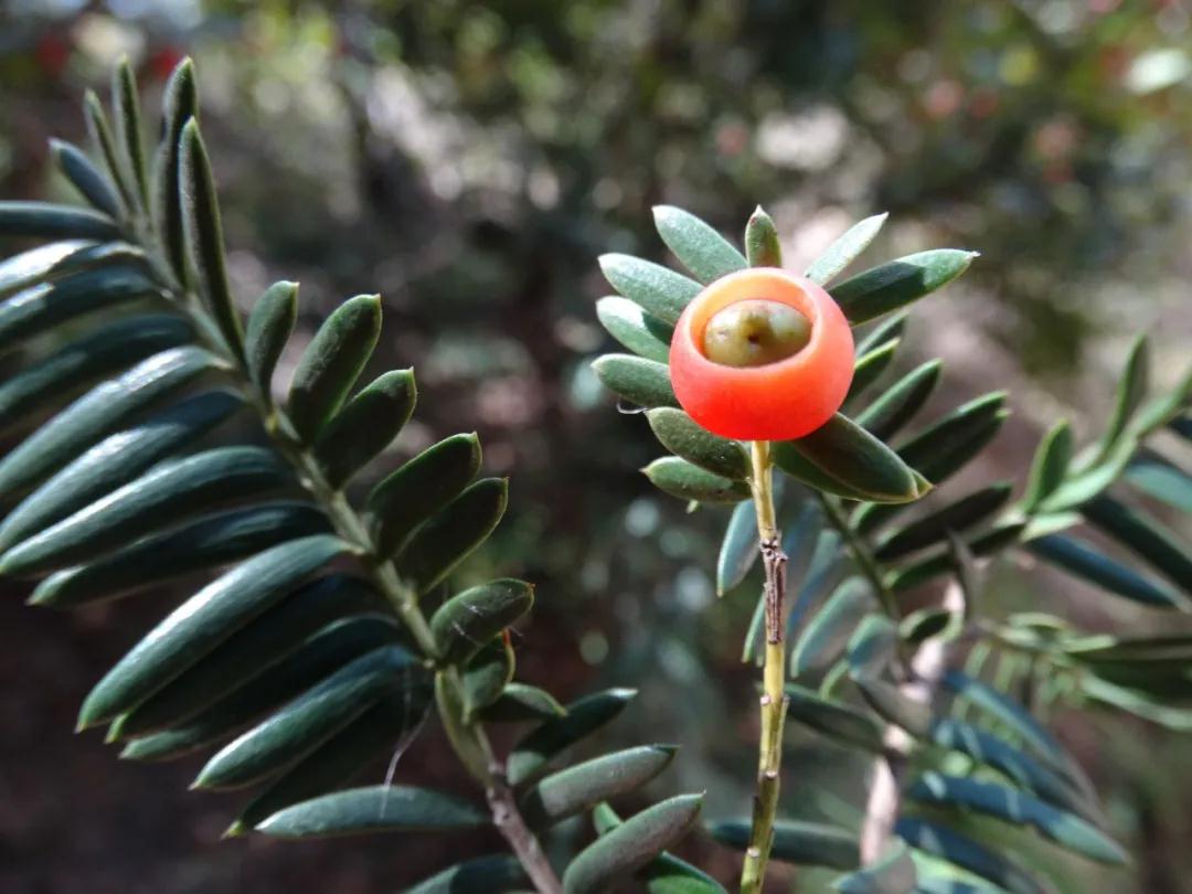 全国林草生物多样性保护成就展,林业生物多样性保护