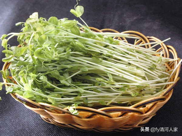 美味的豆芽生长过程,豆芽炒鸡肉的美味做法