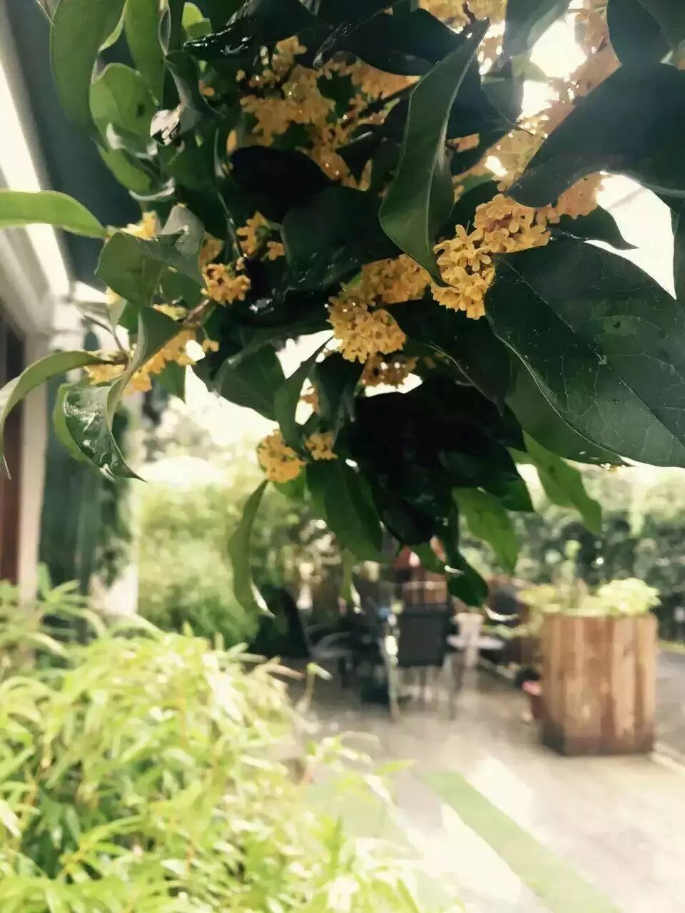 花港一楼茶楼,花港公园一元早茶