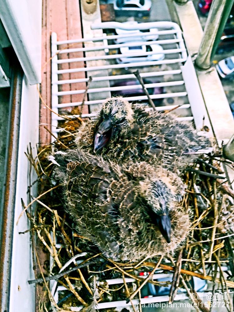 四只小鸟的故事视频,四只白鸟的故事